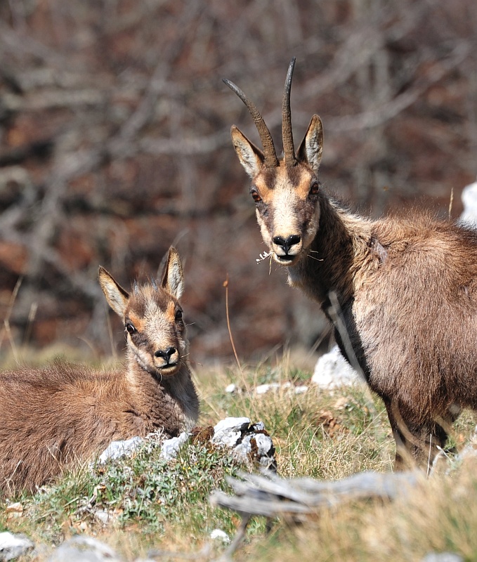 Camoscio d''Abruzzo Rupicapra pyrenaica ornata